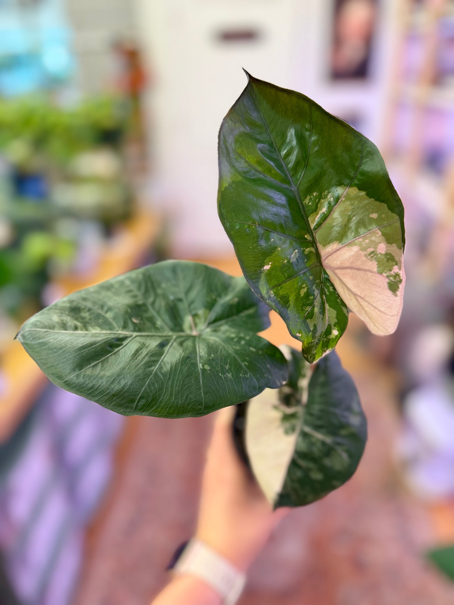 Yucatan Princess, Variegated Alocasia 4in