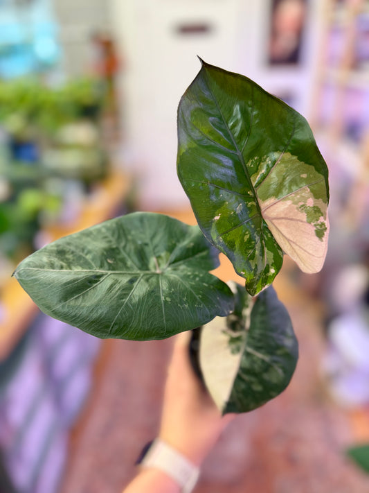 Yucatan Princess, Variegated Alocasia 4in