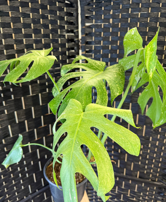 Mint Monstera 6in
