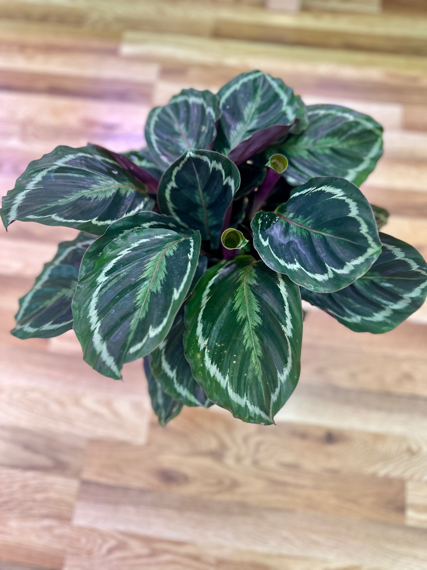 Calathea Dottie- 2 gallon