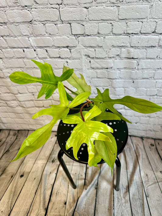 Philodendron Florida Ghost 4in