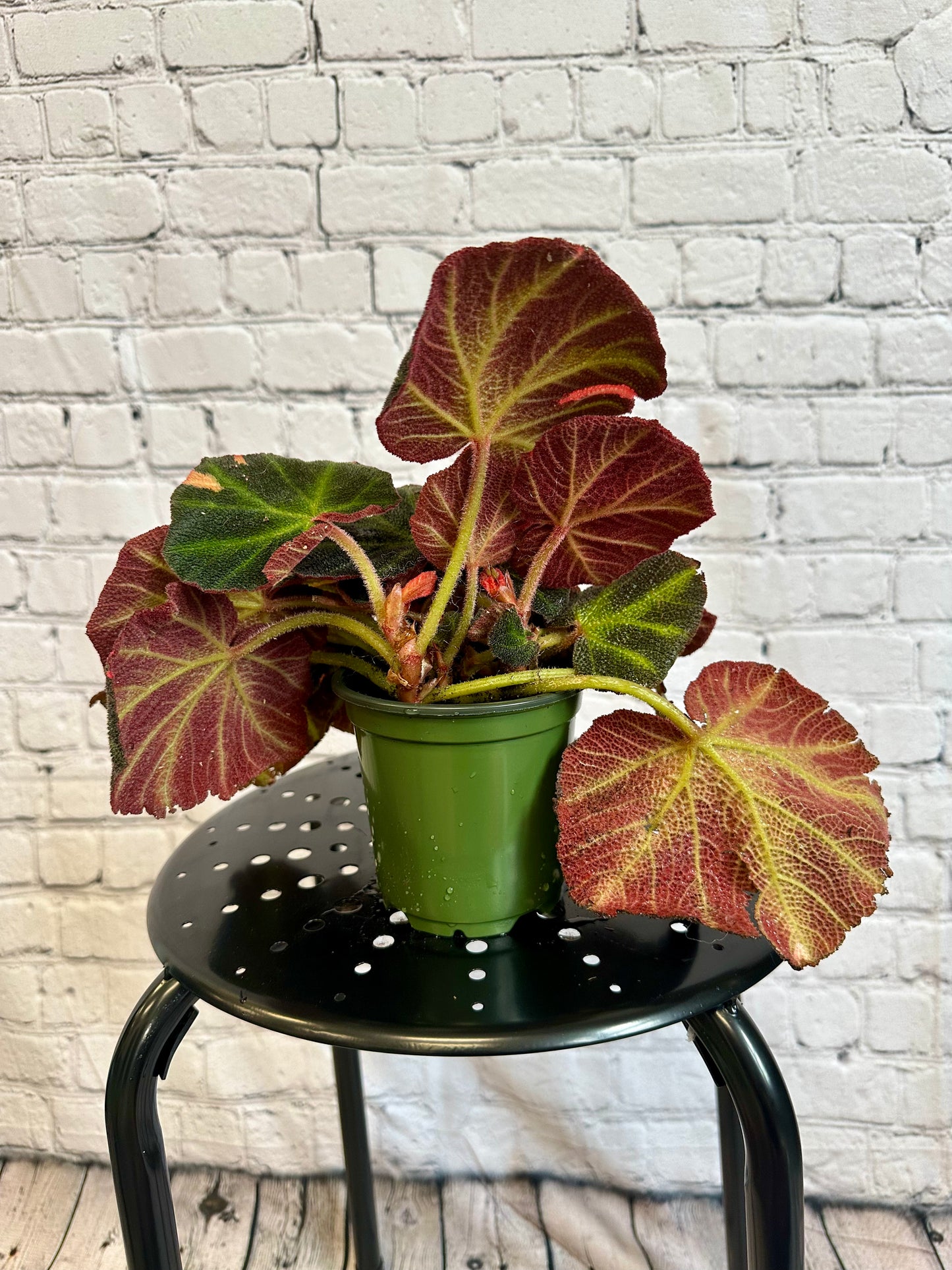 Begonia Soli-Mutata Variegated 4in