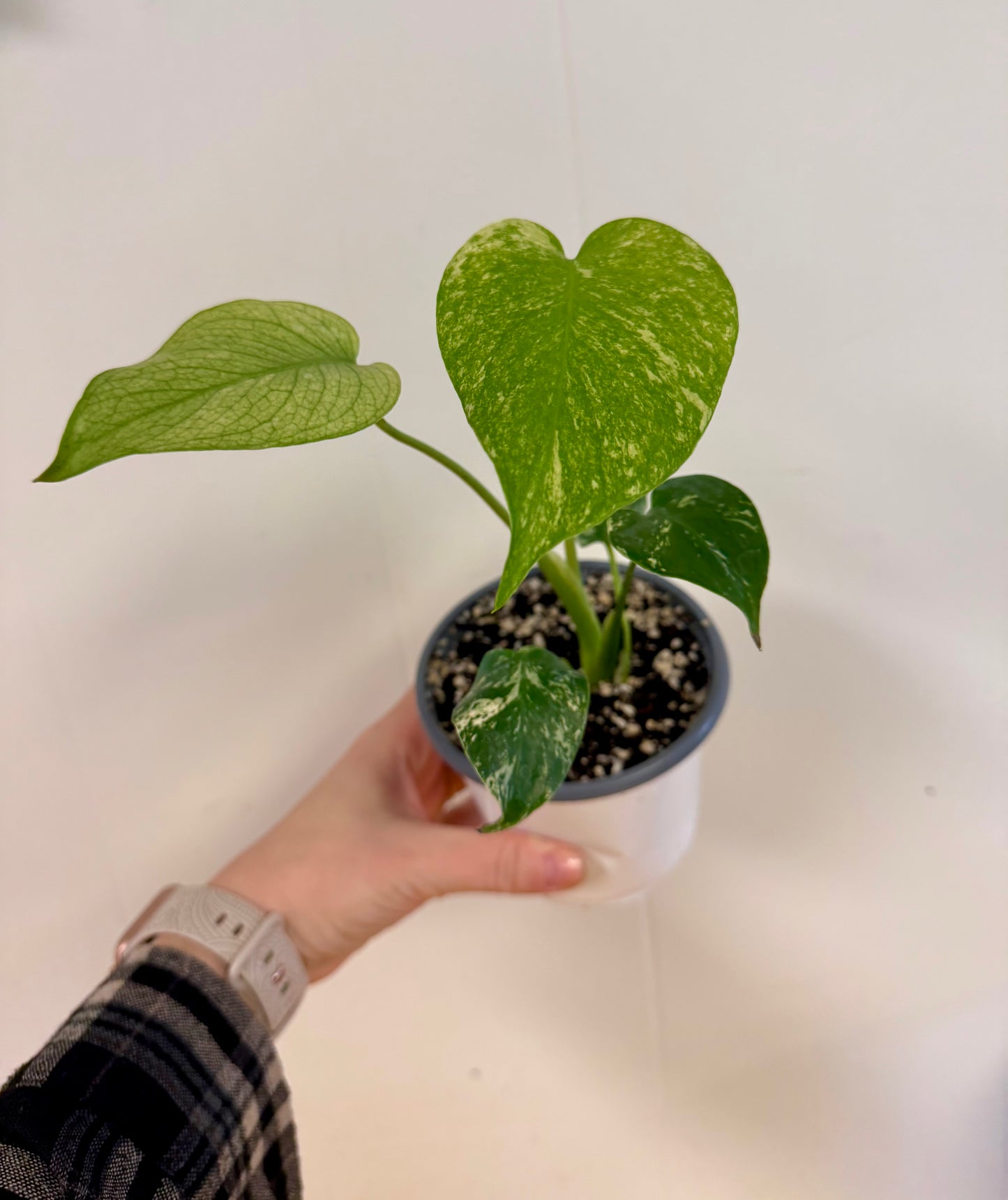 White Monster Monstera 4in