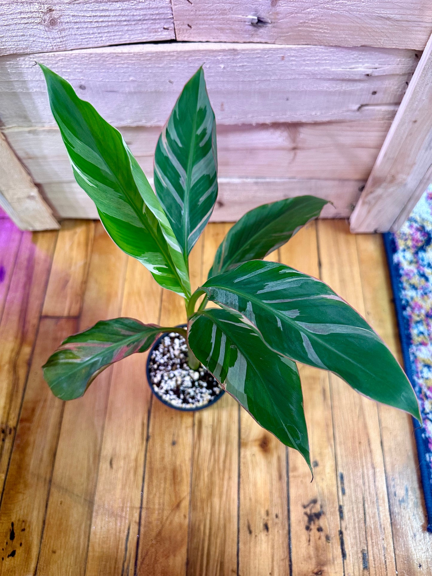 Musa ‘Nono’ Variegated Banana Tree