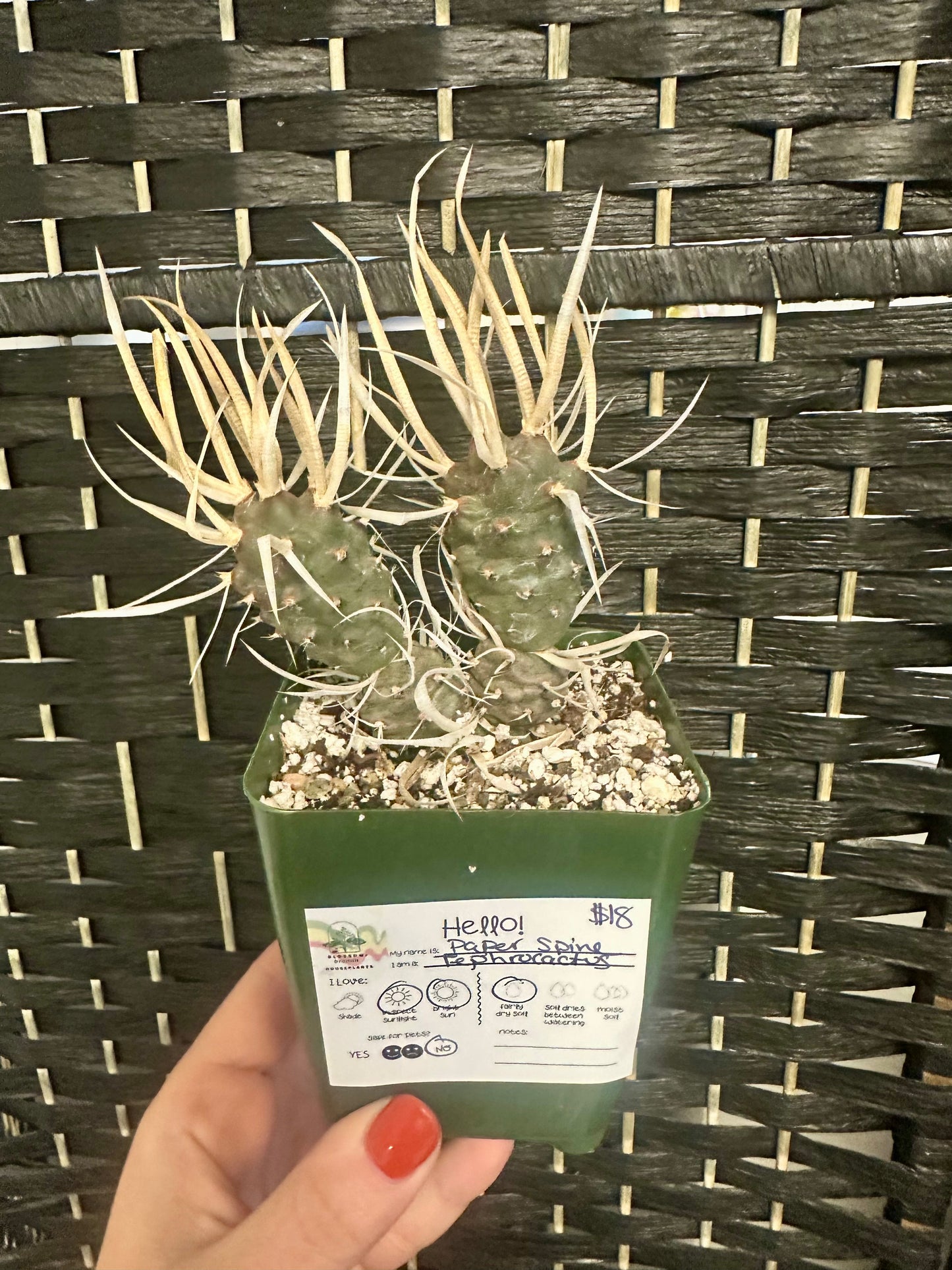 Paper Spine Tephrocactus 4in