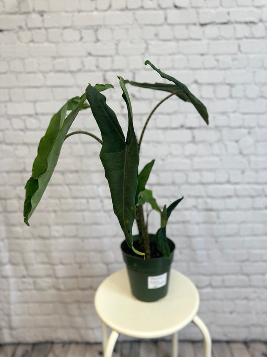Alocasia Tigrina Superba