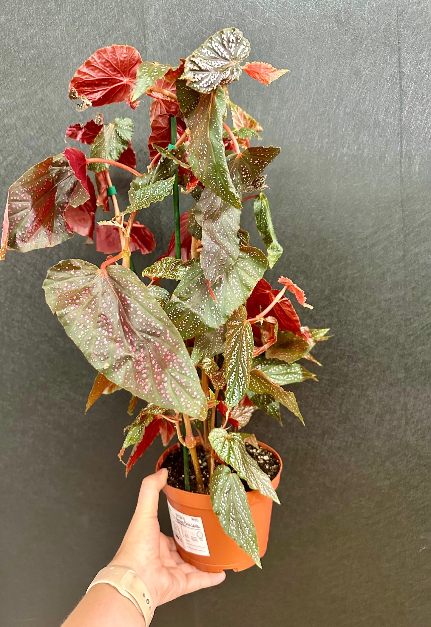 Benigo Pink Spots Begonia 6in