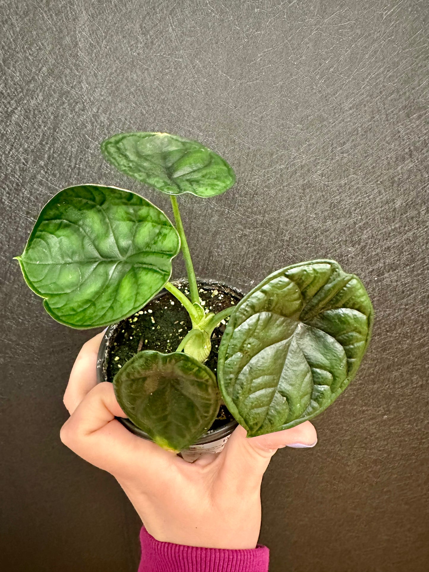 Alocasia Aegis 4in