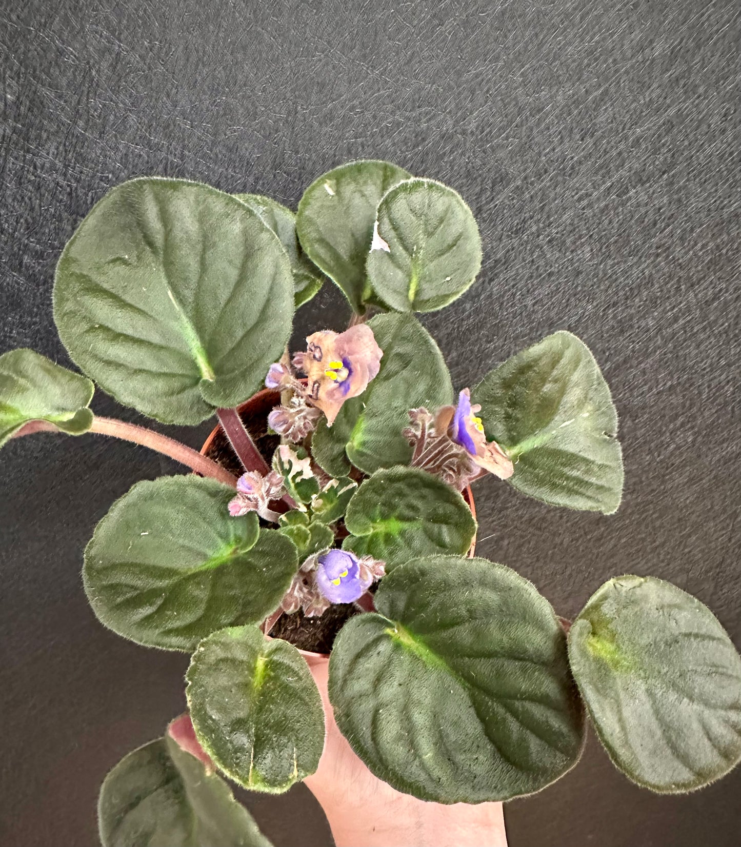 African Violet, Variegated