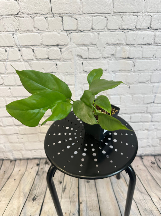 Mini Monstera