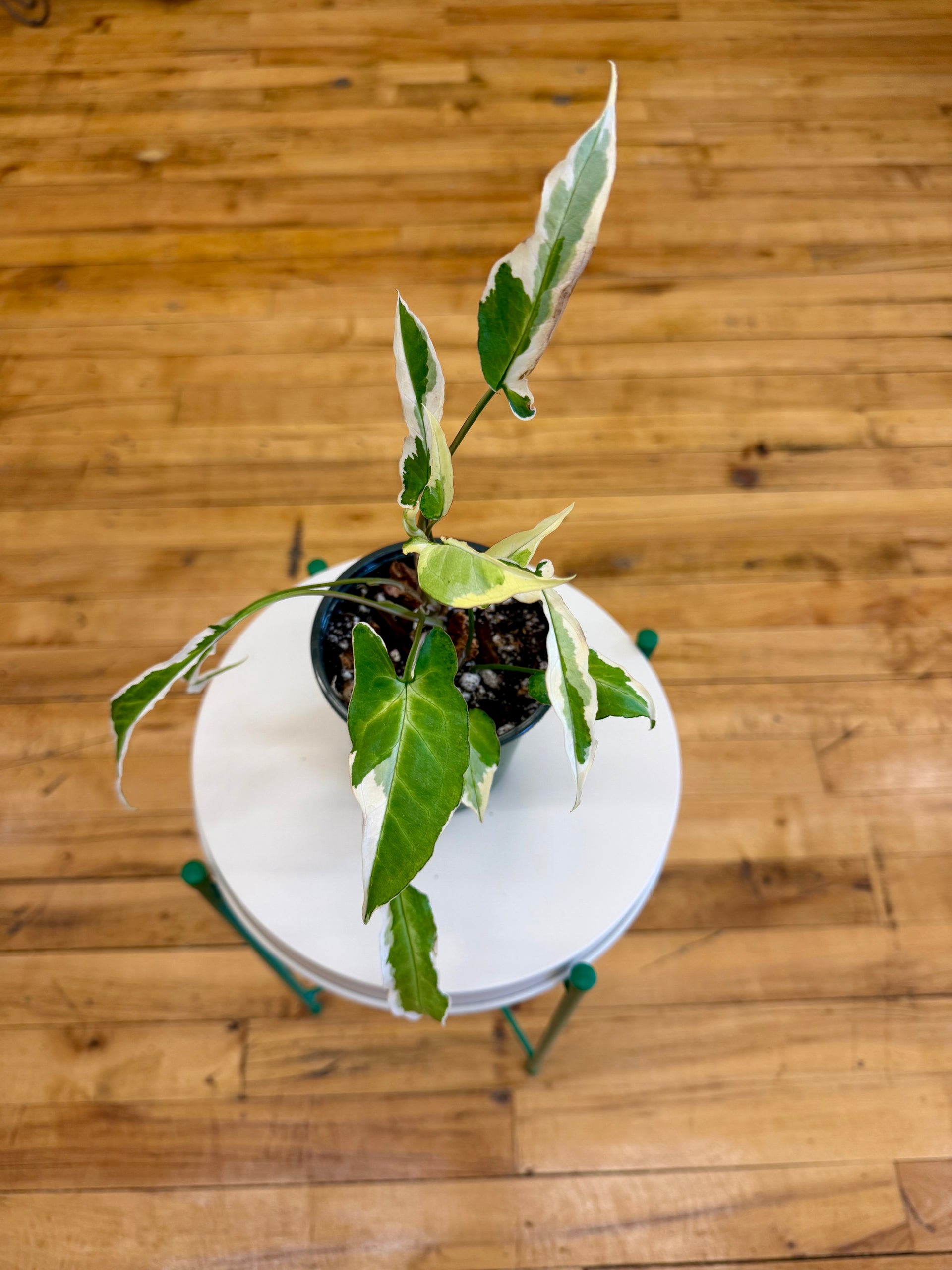 syngonium nguengi laima variegata Syngonium Ngern Laima, Variegated 4in – Blossom + Branch Houseplants