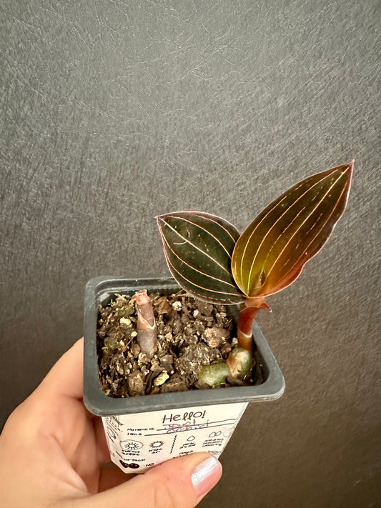 Jewel Orchid 2in