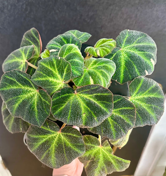 Begonia Soli-Mutata, Var. 4in