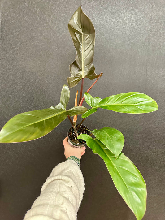 Florida Bronze Philodendron 4in