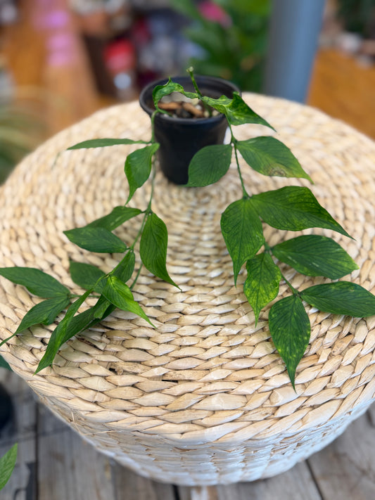 Hoya Polyneura 4in