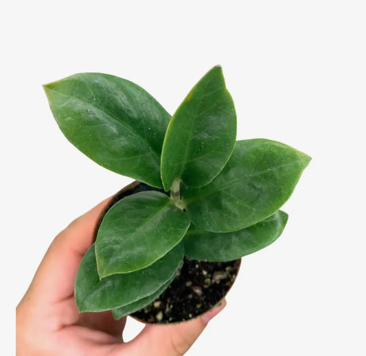 Zenzi ZZ 2.5in