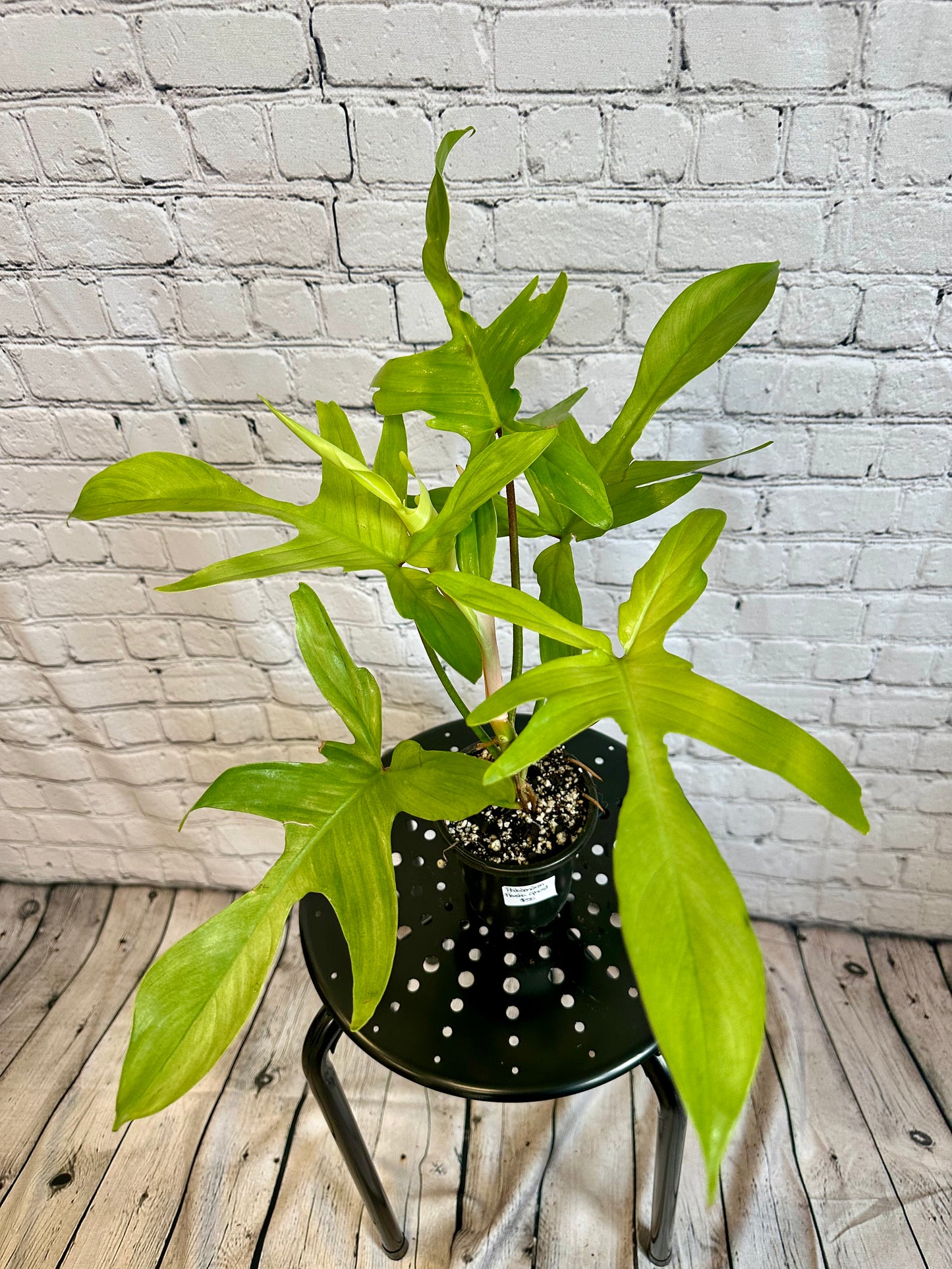 Philodendron Florida Ghost 4in