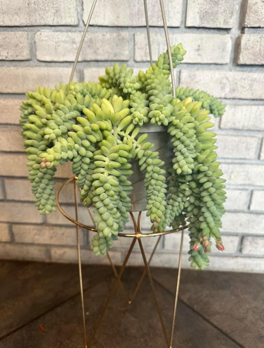 Burro’s Tail Sedum- 8in