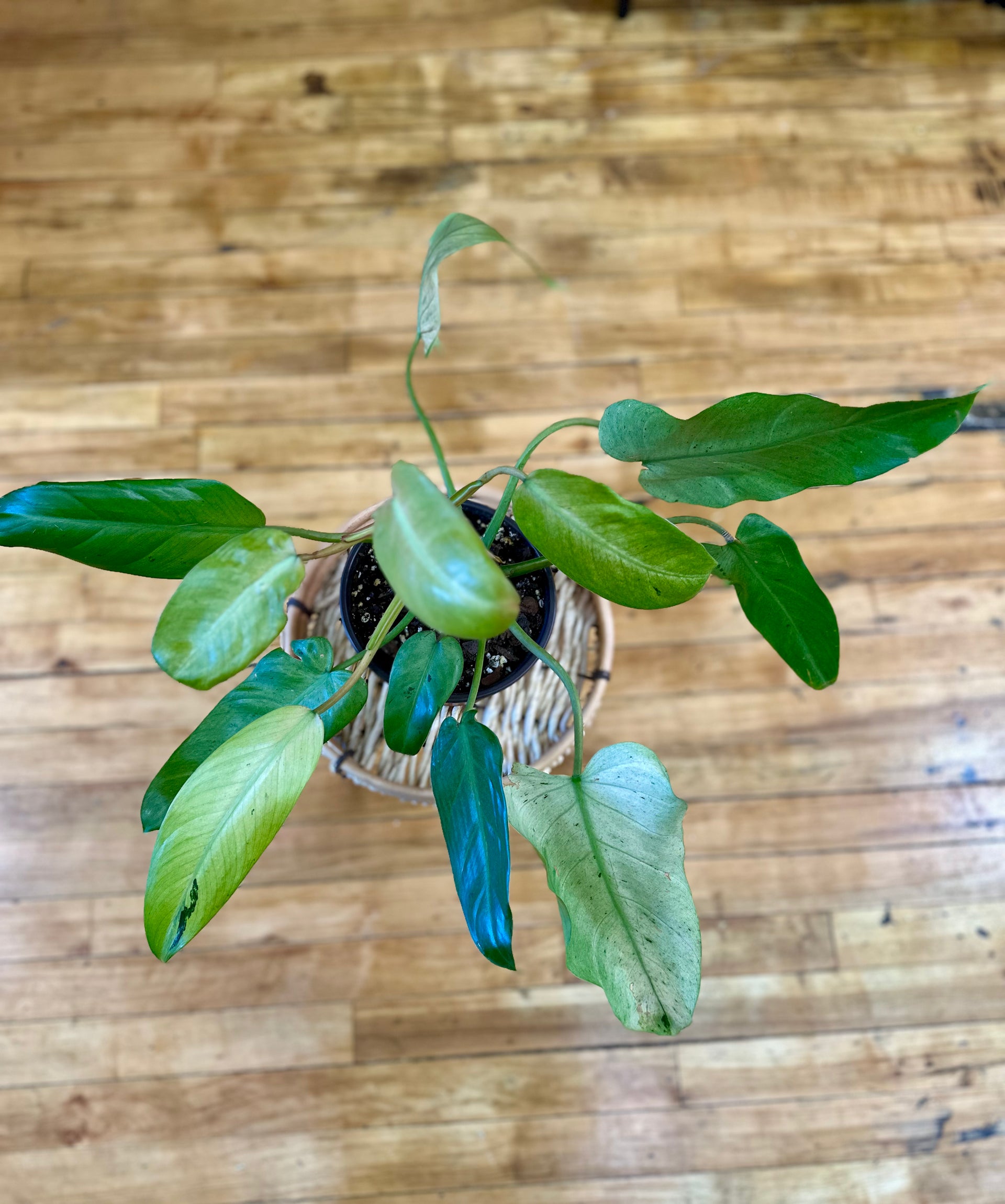 Whipple Way フィロデンドロン・ウィップル ウェイ 9本セット Whipple Way フィロデンドロン・ウィップル ウェイ 9本セット