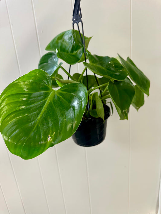 Philodendron Grazielae 6in