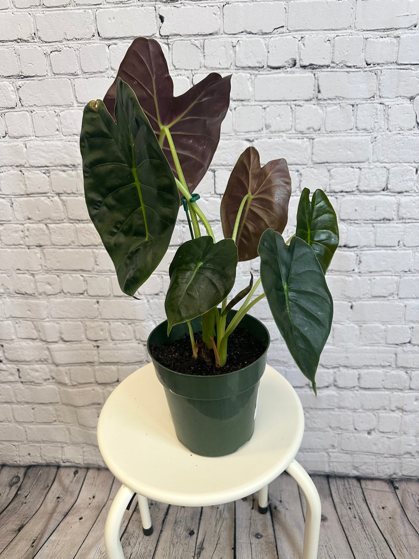 Alocasia Golden Bone
