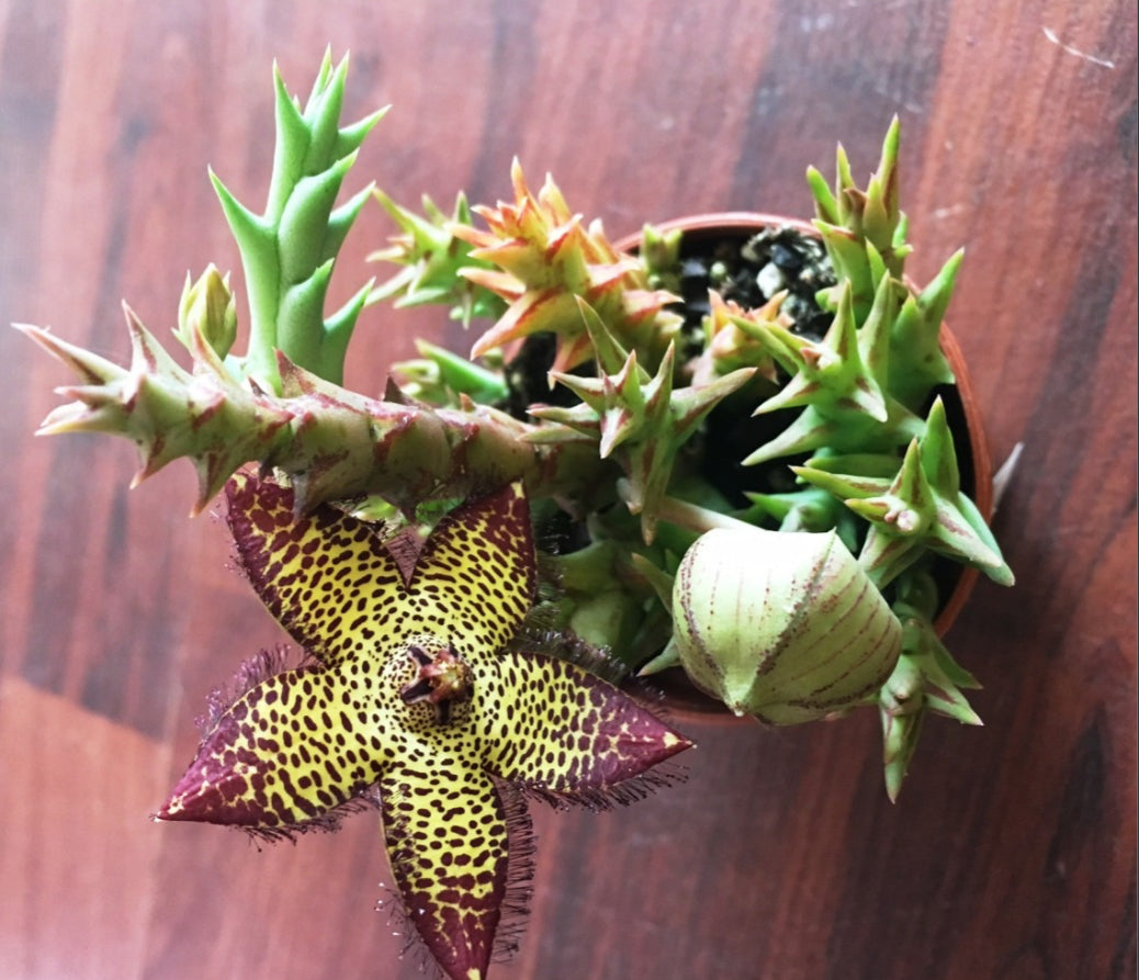 Tiger Flower Caralluma Caudata