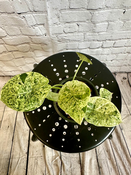 Alocasia Dragon Scale Mint, Var. 4in