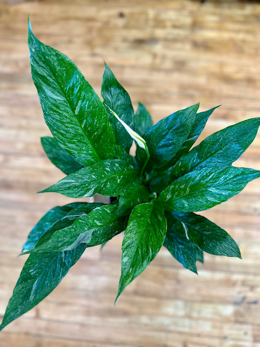 Domino Peace Lily 6in