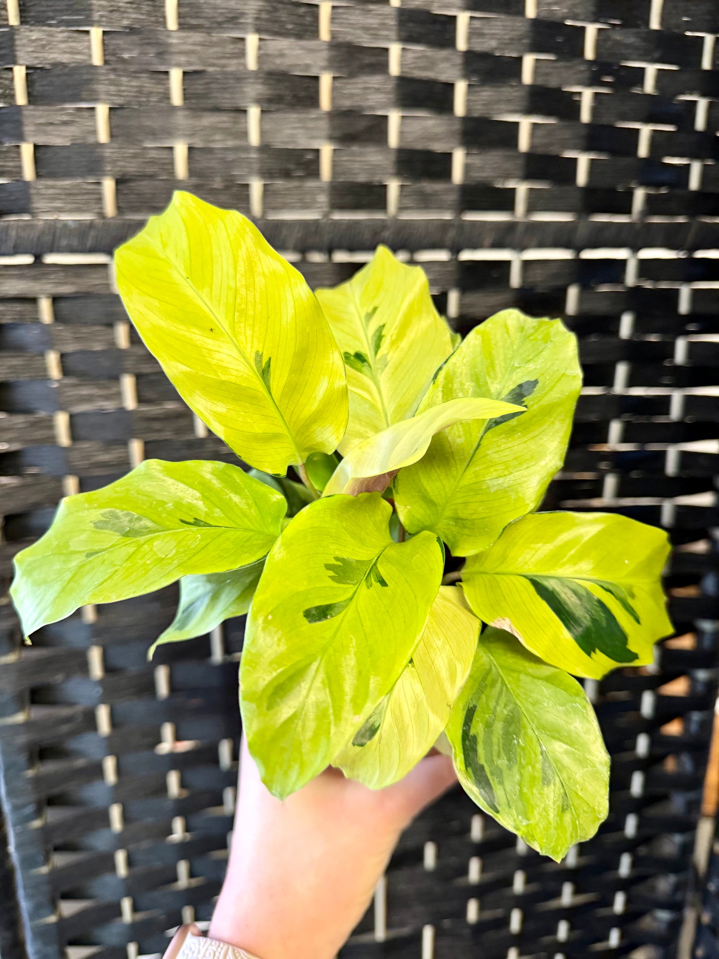 Yellow Allusion Calathea