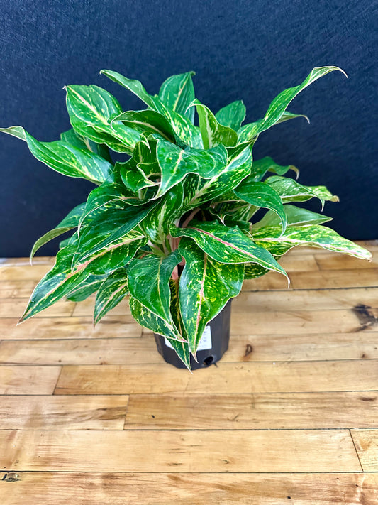 Sparking Sarah Aglaonema 6in