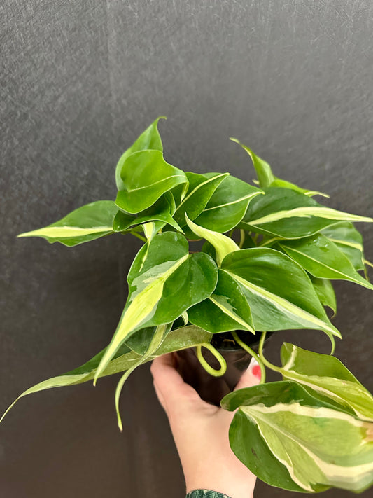 Silver Stripe Philodendron 4in