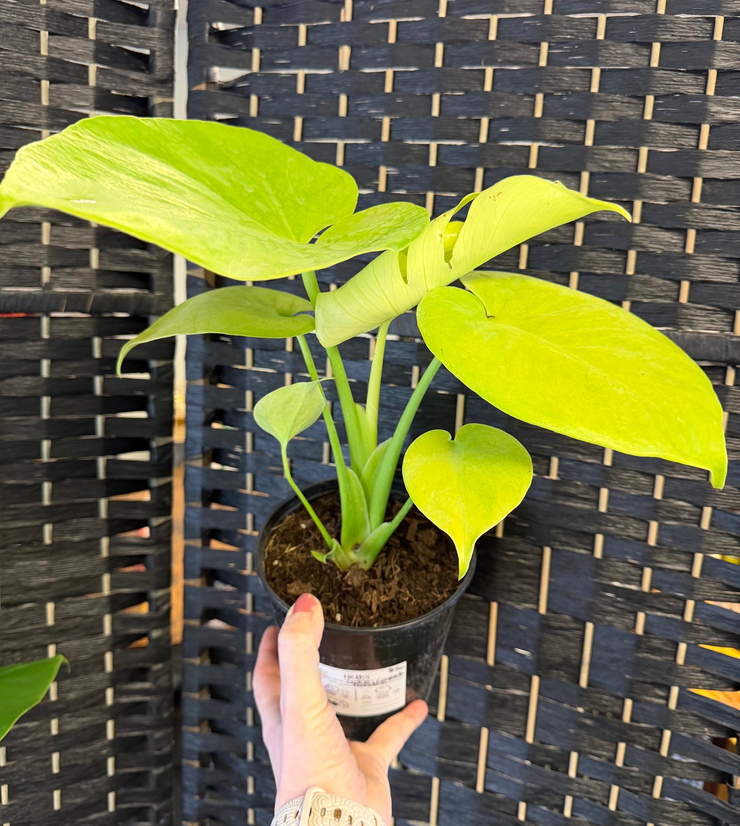 Golden Compacta Monstera 6in