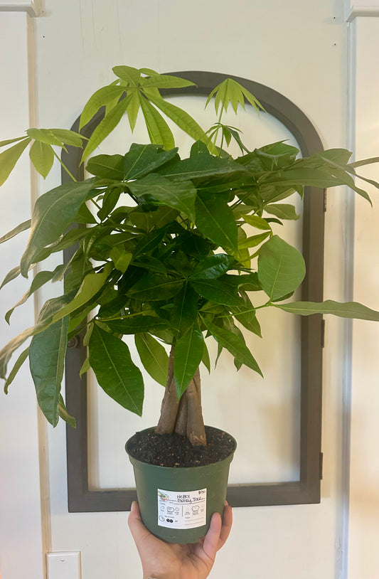 Money Tree 6in