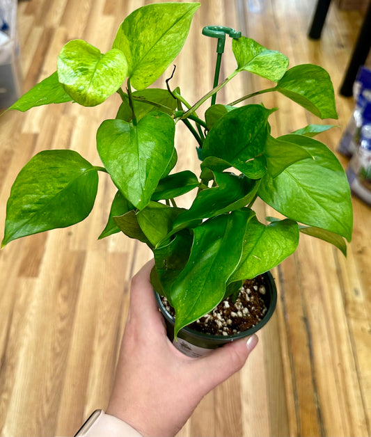 Jessenia ‘Irish Spring’ Pothos 4in