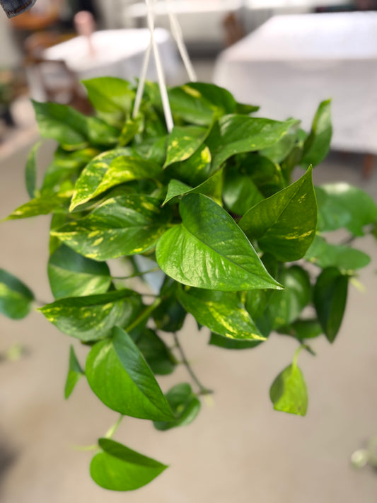 Hawaiian Pothos 8in