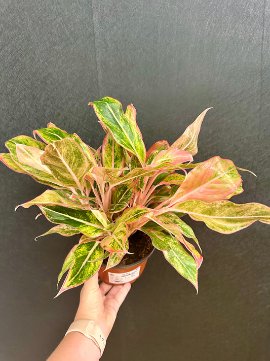 Orange Siam Aglaonema 6in