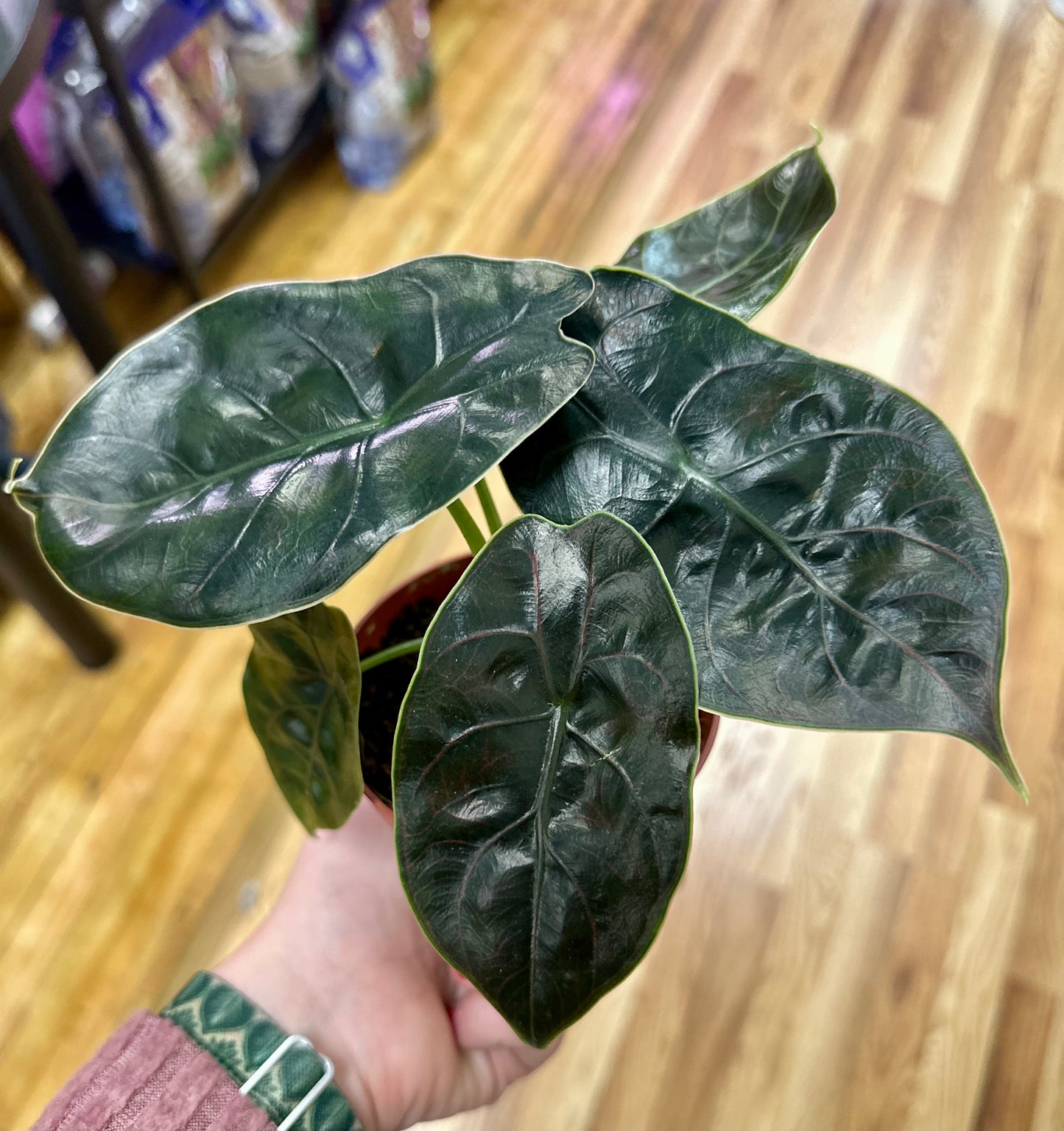 Alocasia Azlanii Red Mambo 4in