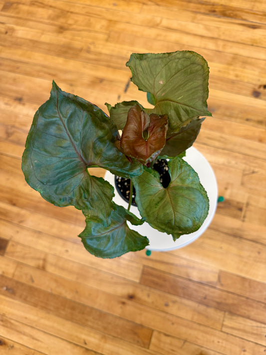 Strawberry Ice Syngonium 4in