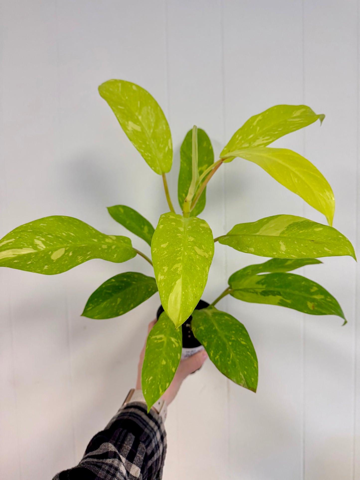 Golden Goddess Philodendron 4in