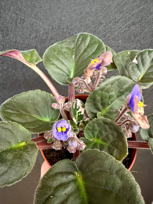 African Violet, Variegated
