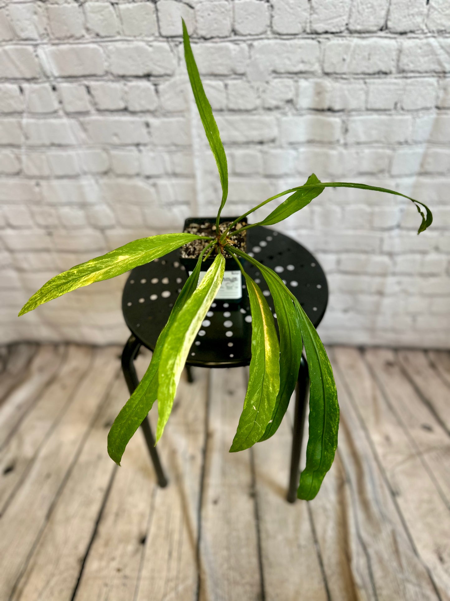 Anthurium Vittariifolium Variegated 4in