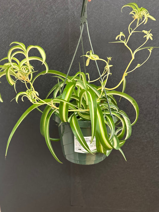 Bonnie Spider Plant 8in
