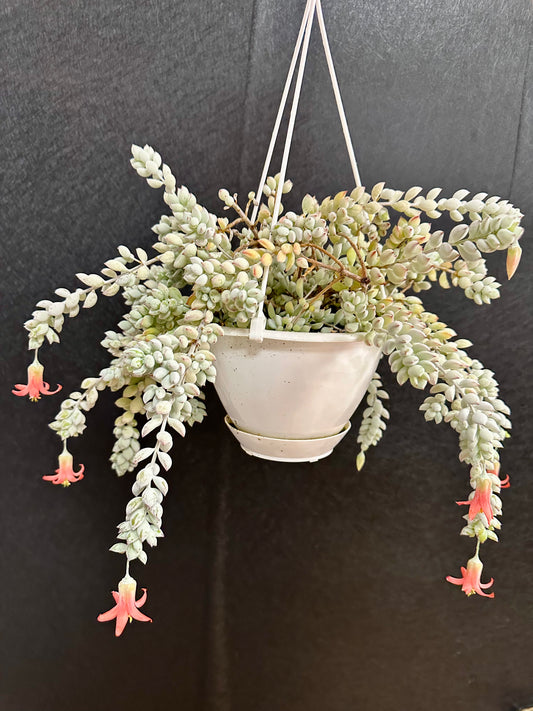 Cotyledon Pendens, 8in