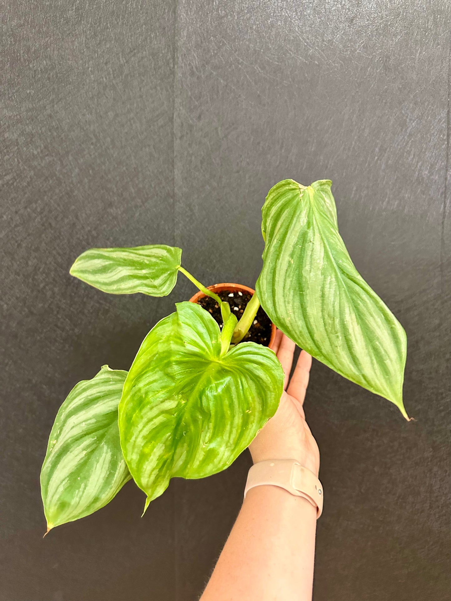 Philodendron Pastazanum Silver 4in