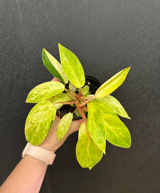Painted Lady Philodendron 4in