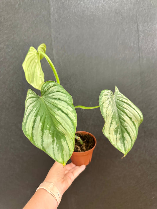 Philodendron Pastazanum Silver 4in