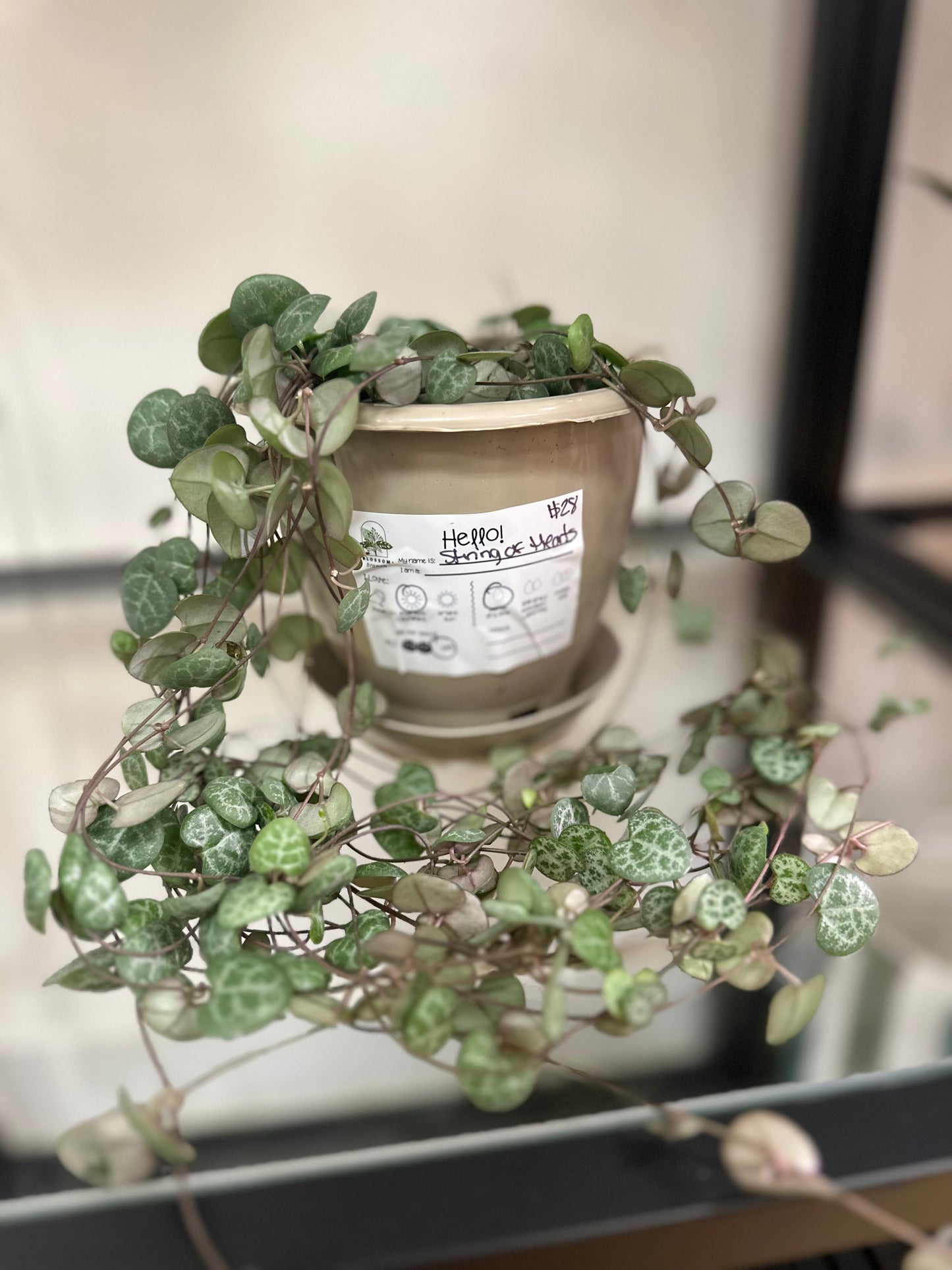 String of Hearts 6in