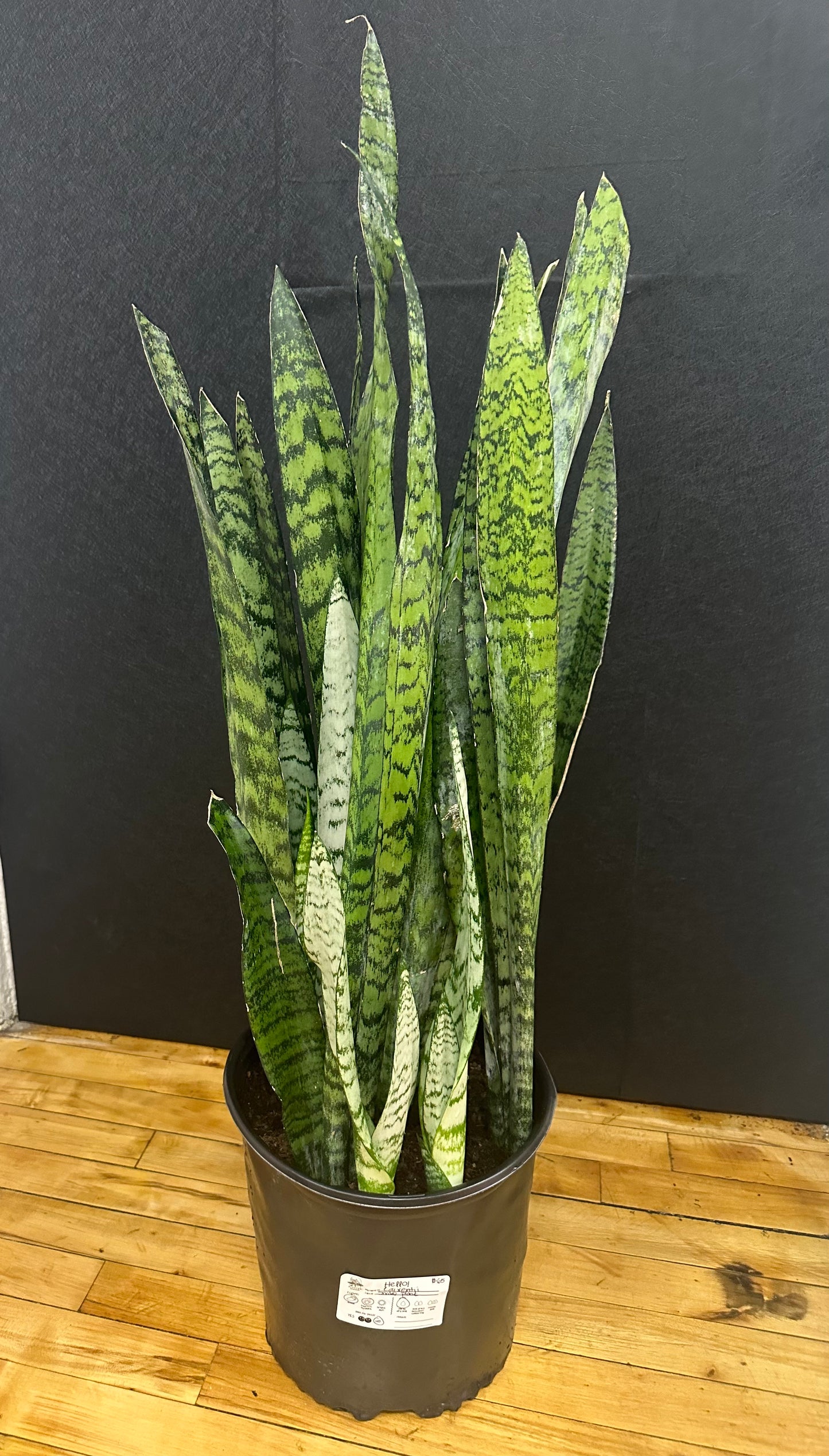 Laurentii Snake Plant- 12in pot