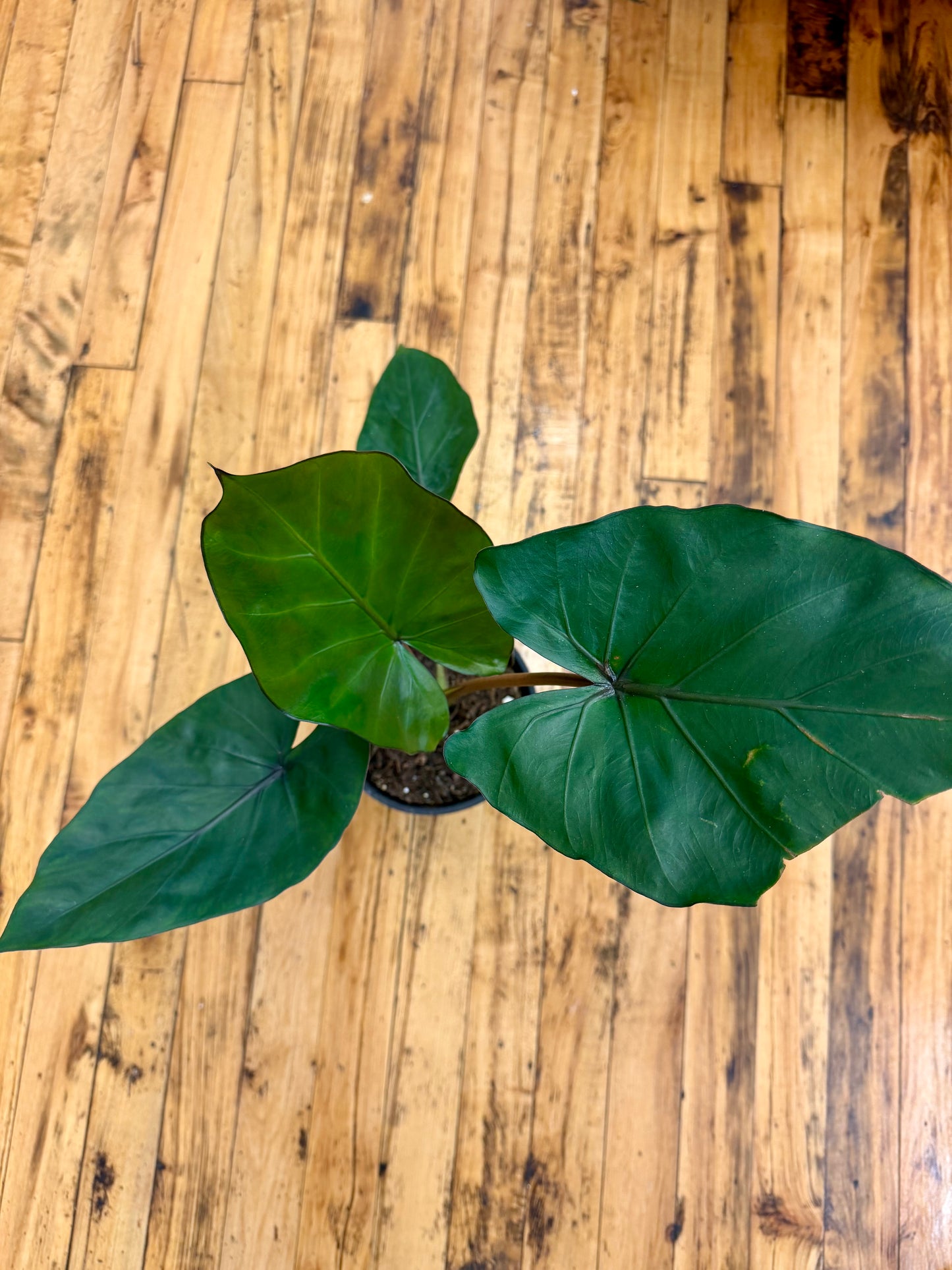 Alocasia Metalhead 6in
