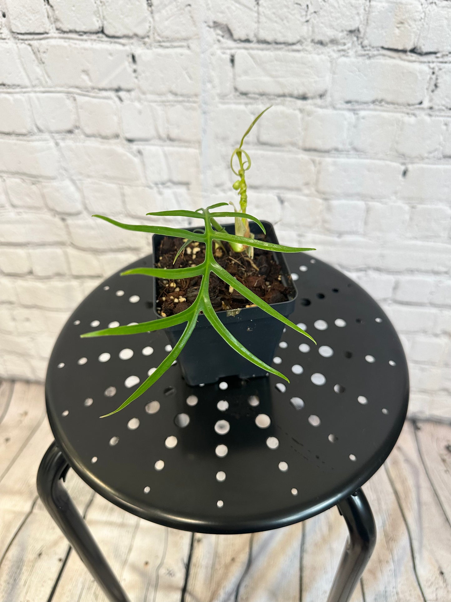 Philodendron Tortum 4in